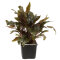 Cryptocoryne wendtii Tropica XL-Pflanze