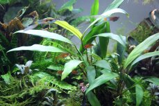 Anubias barteri var. glabra - Kahles Speerblatt