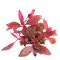 Alternanthera reineckii Lila - Violettes Papageienblatt