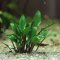 Cryptocoryne lutea Hobbit Zwerglutea Dennerle