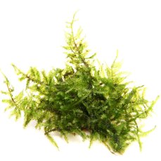 Vesicularia montagnei "Christmas-Moos" - InVitro Laborpflanze