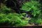 Vesicularia montagnei "Christmas-Moos" - InVitro Laborpflanze