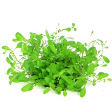 Glossostigma elatinoides - Australisches Zungenblatt InVitro