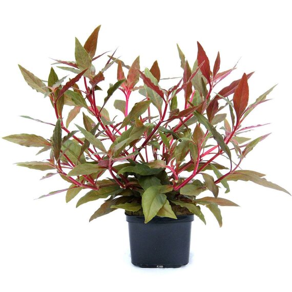 Alternanthera reineckii ROT XL Topfpflanze von Dennerle