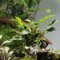 Bucephalandra pygmaea Bukit Kelam