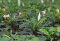 Bucephalandra pygmaea Bukit Kelam