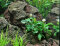 Bucephalandra pygmaea Bukit Kelam