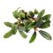Bucephalandra spec. Needle Leaf In-Vitro