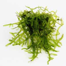 Vesicularia ferriei "Weeping-Moos" - InVitro Laborpflanze
