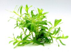 Seegrasblättriges Trugkölbchen - Heteranthera zosterifolia - InVitro