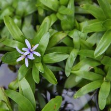 Seegrasblättriges Trugkölbchen - Heteranthera zosterifolia - InVitro