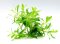 Seegrasblättriges Trugkölbchen - Heteranthera zosterifolia - InVitro