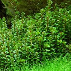 Indische Rotala - Rotala indica InVitro Laborpflanze