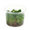 Indische Rotala - Rotala indica InVitro Laborpflanze