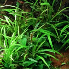 Grasartige Zwergschwertpflanze - Broad Leaf In-Vitro Laborpflanze