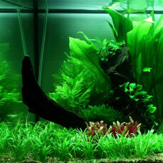 Aquarienlayout 89 von Tropica für ein Juwel Rio180