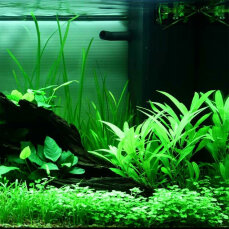 Aquarienlayout 89 von Tropica für ein Juwel Rio180