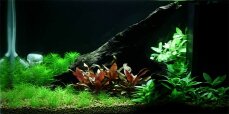Aquarium Pflanzenset für 25-30 Liter - Layout 93 von...