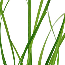 Cyperus helferi, Helfers Zyperngras 133A Topf