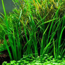 Cyperus helferi, Helfers Zyperngras 133A Topf