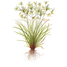 Cyperus helferi, Helfers Zyperngras 133A Topf