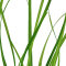 Cyperus helferi, Helfers Zyperngras 133A Topf