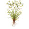 Cyperus helferi, Helfers Zyperngras 133A Topf