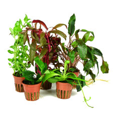 Pflanzensortiment aus Stängelpflanzen, Cryptocoryne...