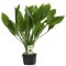 Große Amazonaspflanze Echinodorus grisebachii Bleherae XXL-Pflanze