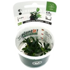 Anubias barteri var. nana Pangolino InVitro