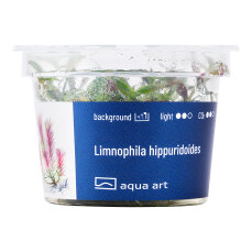 Limnophila hippuridoides - Tannenwedelähnlicher Sumpffreund InVitro