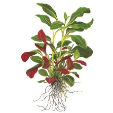 Lobelia cardinalis Mini - InVitro Dose InVitro
