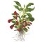 Lobelia cardinalis Mini - InVitro Dose InVitro