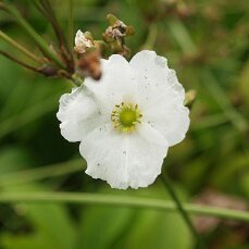 Echinodorus Dschungelstar Nr. 2 Kleiner Bär Dennerle Sortenzüchtung