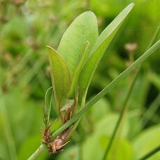 Echinodorus Dschungelstar Nr. 2 Kleiner Bär Dennerle Sortenzüchtung