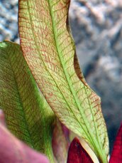 Echinodorus Dschungelstar Nr. 2 Kleiner Bär Dennerle Sortenzüchtung