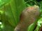 Echinodorus Dschungelstar Nr. 2 Kleiner Bär Dennerle Sortenzüchtung