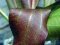 Echinodorus Dschungelstar Nr. 2 Kleiner Bär Dennerle Sortenzüchtung
