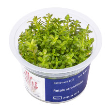 Rotala rotundifolia - Rundblättrige Rotala InVitro