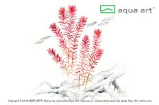 Rotala rotundifolia - Rundblättrige Rotala InVitro