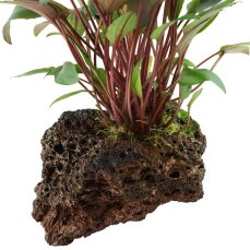 Cryptocoryne beckettii petchii auf Lavastein gewachsen