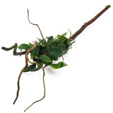 Anubias nana auf Spiderwood 3 Monate gewässert 20 - 30 cm