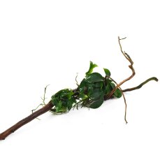 Anubias nana auf Spiderwood 3 Monate gewässert 20 - 30 cm