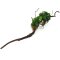 Anubias barteri var. nana auf Spiderwood 3 Monate gewässert 20 - 30 cm
