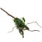 Anubias barteri var. nana auf Spiderwood 3 Monate gewässert 20 - 30 cm