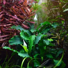 Bucephalandra pygmea Bukit Kelam Tropica