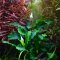 Bucephalandra pygmea Wavy Green Tropica