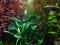 Bucephalandra pygmea Wavy Green Tropica