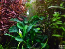 Bucephalandra "Bukit Kelam" auf Lavastein gewachsen