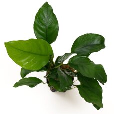 Anubias x "nangi" robuste Kreuzung als Invitrokultur